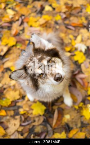 Husky Hund im Herbst bewaldeten Bereich in ohio Stockfoto