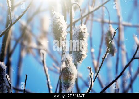 Flauschige willow Ohrringe, Schwänze Lambs wiegen sich im Wind an einem frostigen Tag gegen den blauen Himmel, glitzernder Schnee fliegen. Willowed fliegen. Stockfoto