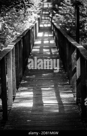 Holzfußweg führt durch Büsche und Sumpfland im Wald Stockfoto