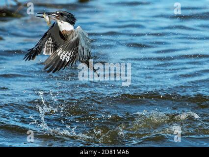 Eisvogel-Flug mit Fischen nach erfolgreichem Tauchgang im Herbst Migration Stockfoto