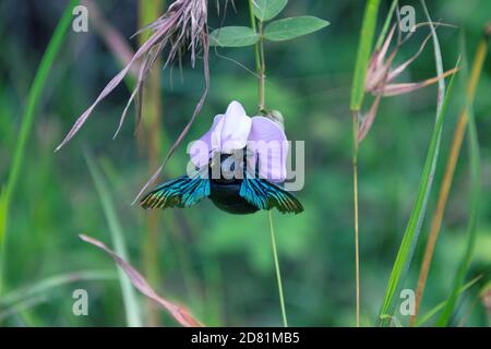 Wilde Biene, Carpenter Biene (Xylocopa sp.) bei Blüte sammelt Nektar und bestäubt Blumen. Sri Lanka Stockfoto