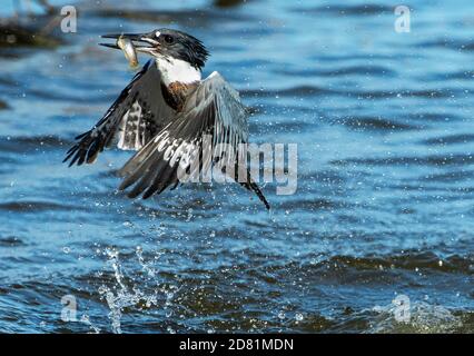 Eisvogel-Flug mit Fischen nach erfolgreichem Tauchgang im Herbst Migration Stockfoto