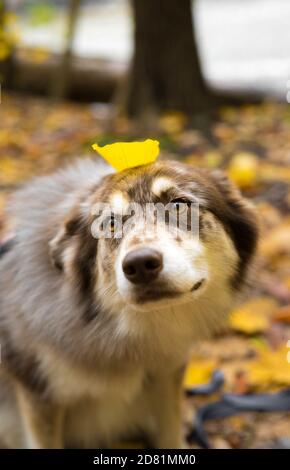 Husky Hund im Herbst bewaldeten Bereich in ohio Stockfoto