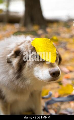 Husky Hund im Herbst bewaldeten Bereich in ohio Stockfoto