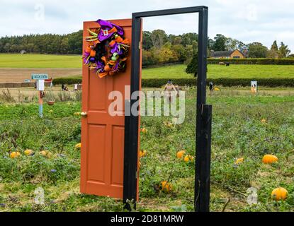 Skurrile Halloween-Thementür mit Vogelscheuche im Kürbisfeld, Kilduff Farm, East Lothian, Schottland, Großbritannien Stockfoto