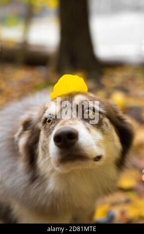 Husky Hund im Herbst bewaldeten Bereich in ohio Stockfoto