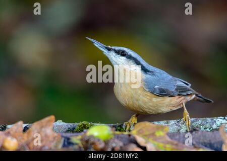 Nuthatch-Nahrungssuche im Herbst in Mitte Wales Stockfoto