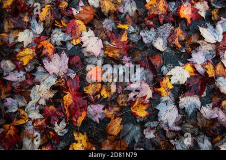 Buntes Ahornblatt-Muster im Herbst Stockfoto