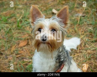 Hund spielt draußen im Wald Stockfoto