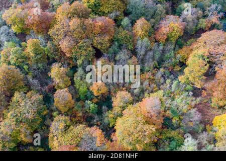 Luftaufnahme von Buchenbäumen in einem Wald im Herbst Stockfoto
