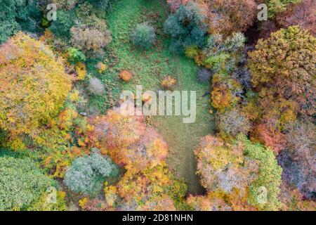 Luftaufnahme von Buchenbäumen in einem Wald im Herbst Stockfoto