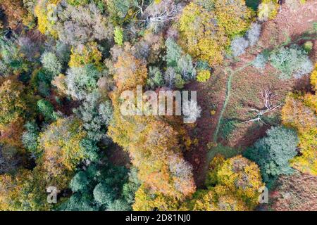 Luftaufnahme von Buchenbäumen in einem Wald im Herbst Stockfoto