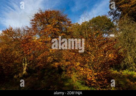 Herbstfarben in einem kleinen, ruhigen Wald Stockfoto