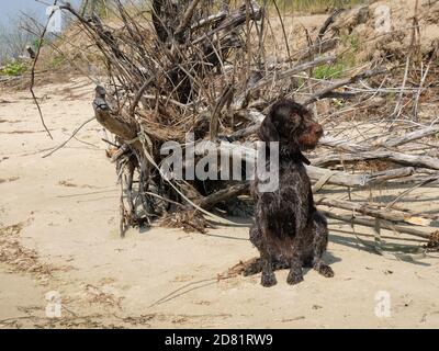 Jagdhund, Drathaar sitzt auf einem Strand nass nach dem Schwimmen im Fluss. Stockfoto