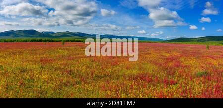 Blühende Blumen Weide-Kraut Feld Stockfoto