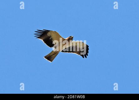 Zwergadler (Hieraaetus pennatus) Lichtphase Erwachsener im Flug Cabrera Island, Mallorca, Balearen, Spanien Oktober Stockfoto