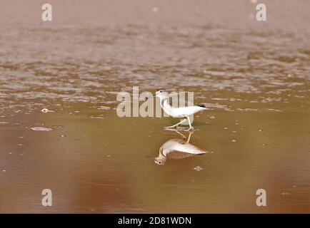 Gemeiner Sandpiper (Actitis hypoleucos) Erwachsene zu Fuß in seichtem Wasser mit Reflexion Mallorca, Balearen, Spanien Oktober Stockfoto