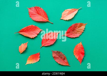 Bunte Herbstblätter auf grünem Hintergrund, Draufsicht. Flach liegend, Kopierplatz. Stockfoto