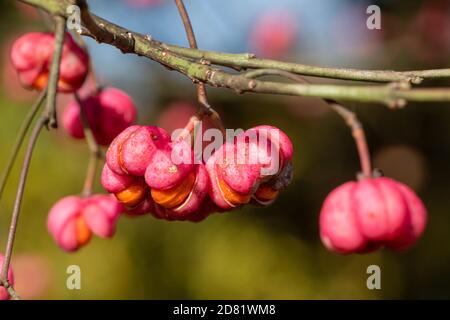 Nahaufnahme von bunten Spindelbeeren, rosa und orangen Früchten des Spindelbaums (Euonymus europaeus) Stockfoto