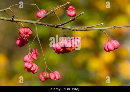 Nahaufnahme von bunten Spindelbeeren, rosa und orangen Früchten des Spindelbaums (Euonymus europaeus) Stockfoto