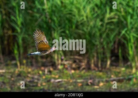 Nördlicher Flimmerflug im Herbst Stockfoto