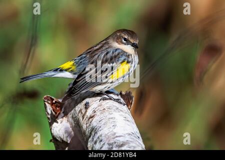 Nahaufnahme eines hellen männlichen, gelbstäugigen Kriegers im Herbst Stockfoto