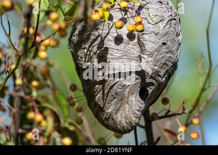 Nahaufnahme eines Papierwespennests im Herbst - sieht aus Wie ein Gesicht Stockfoto