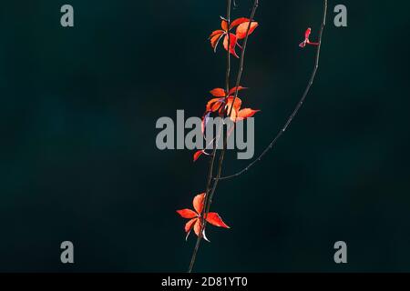 Hinterleuchtete Virginia Creeper Rebe im Herbst Stockfoto