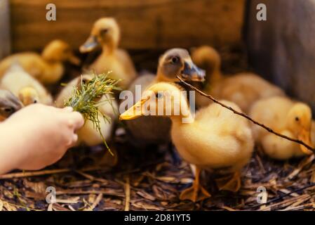 Gelbe Enten essen Gras von Kindern Hand auf dem Bauernhof. Stockfoto