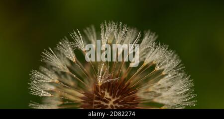 Nahaufnahme von Tau auf einer verwelkenden Löwenzahn-Blume Stockfoto