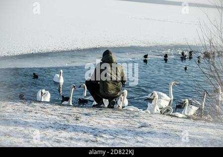 Mann Fütterung Gruppe von schönen weißen Schwäne und Enten auf Gefrorener Teich im Winter auf Wasseroberfläche Stockfoto