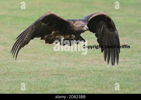 Golden Eagle sitzt und im Flug Stockfoto