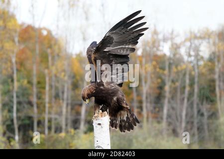 Golden Eagle sitzt und im Flug Stockfoto