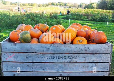 Großer Hügel mit frischen, orangen Kürbissen in einer großen Holzkiste in Kenyon Hall Farm, England Stockfoto