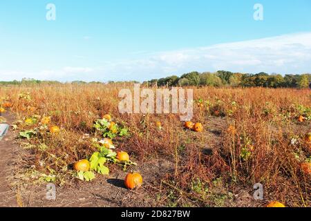 Kürbispflücken aus einem Feld von geernteten Kürbissen Pflanzen an einem sonnigen Tag in Kenyon Hall Farm, England Stockfoto