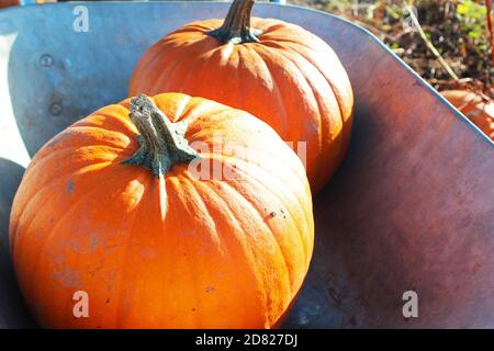 Kürbispflücken mit großen, frischen Kürbissen in einer Schubkarre in Kenyon Hall Farm, England Stockfoto