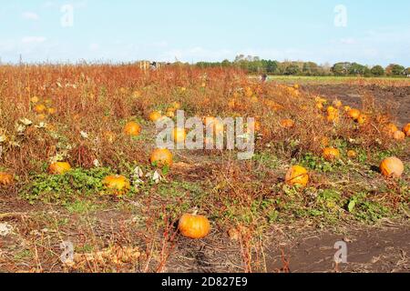 Kürbispflücken aus einem Feld von geernteten Kürbissen Pflanzen an einem sonnigen Tag in Kenyon Hall Farm, England Stockfoto