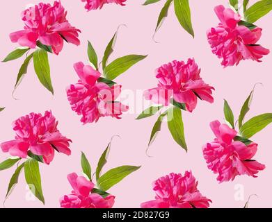 Pfingstrosen-Muster mit grünen Blättern auf rosa pastellfarbenem Hintergrund. Florale Tapete Stockfoto