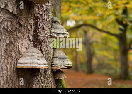 Titel Zunder Pilze wachsen auf einer Buche entlang einer Rasen im Herbstwald in den Niederlanden Stockfoto