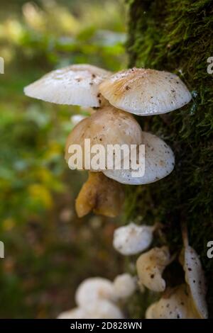 Frischer Porzellanpilz, der auf dem Moos einer Buche wächst Baum im Herbst Stockfoto