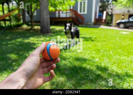 Selektiver Fokus der Hände des männlichen Besitzers, der den Ball hält Rasen spielt mit fröhlichen Haustier Grenze Collie in der Ferne stehen Am Nachmittag Stockfoto