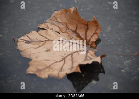 Herbstblatt in einer Pfütze auf dem Boden Stockfoto