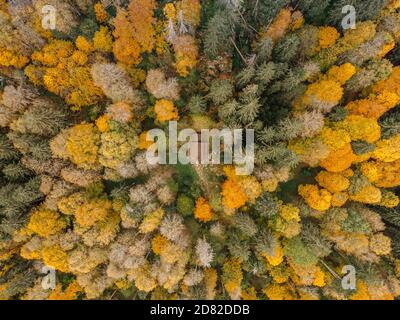 Herbstwald Landschaft Blick von oben. Bunte Natur Hintergrund. Herbst Wald Luft Drohne view.Idyllischen Herbst Landschaft aus der Vogelperspektive.Bäume Stockfoto