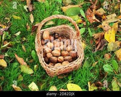 Korb mit Nüssen in das Gras in der Mitte gelegt Von Herbstblättern Stockfoto