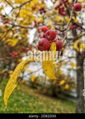 Rote himmlische Äpfel auf dem Baum im Herbst helles Sonnenlicht. Stockfoto
