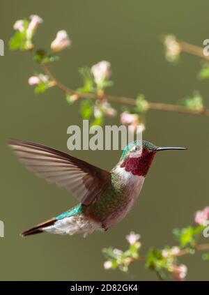 Ein Breitschwanzkolibri schwebt mitten in der Luft inmitten von Blumen in Colorado Stockfoto