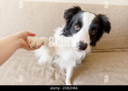 Lustige Porträt von niedlichen Welpen Hund Grenze Collie auf Couch geben Pfote. Hundepfote und menschliche Hand beim Händeschütteln. Besitzer Training Trick mit Hund Freund zu Hause drinnen. Freundschaft Liebe Unterstützung Team Konzept Stockfoto