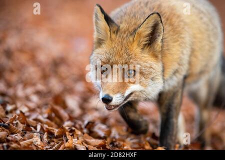 Rotfuchs Wandern auf Laub im Herbst Natur im Detail. Stockfoto