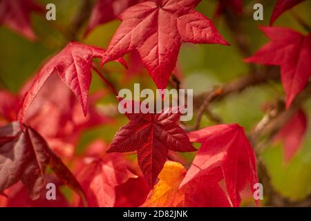 Detail einer roten Liquidambar Blätter (Süßgummi Baum) Mit unscharfem Hintergrund - herbstlicher Hintergrund Stockfoto