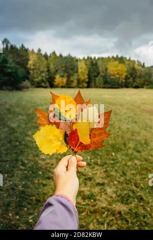 Hand hält schöne bunte Herbst Blätter Wald im Hintergrund. Leuchtende Herbstfarben. Nahaufnahme der Fallgruppe lässt Platz für Text. Autum Stockfoto